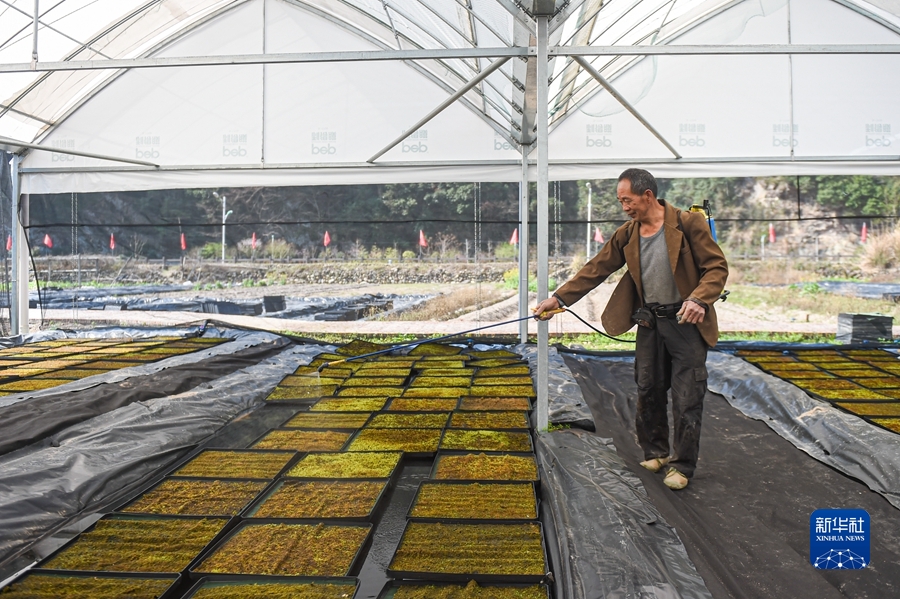 在浙江省景宁畲族自治县毛垟乡苔藓种植基地的大棚内，村民为苔藓喷洒营养液（2021年2月24日摄）。新华社记者 江汉 摄